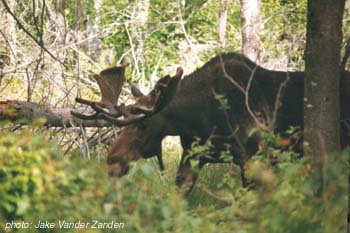 moose.jpg