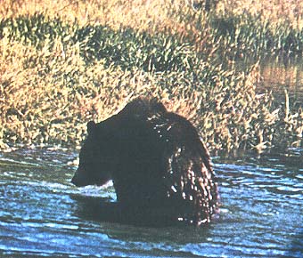 black bear.jpg