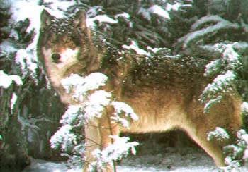 wolf.jpg