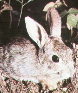 eastern cottontail rabbit.jpg