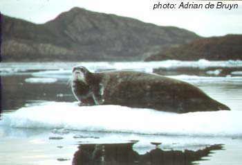 bearded seal.jpg