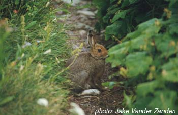 snowshoe hare.jpg