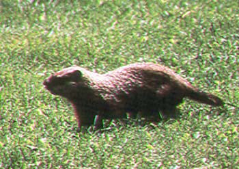 woodchuck.jpg